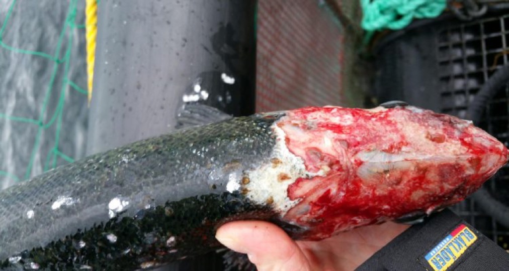 salmon eaten alive